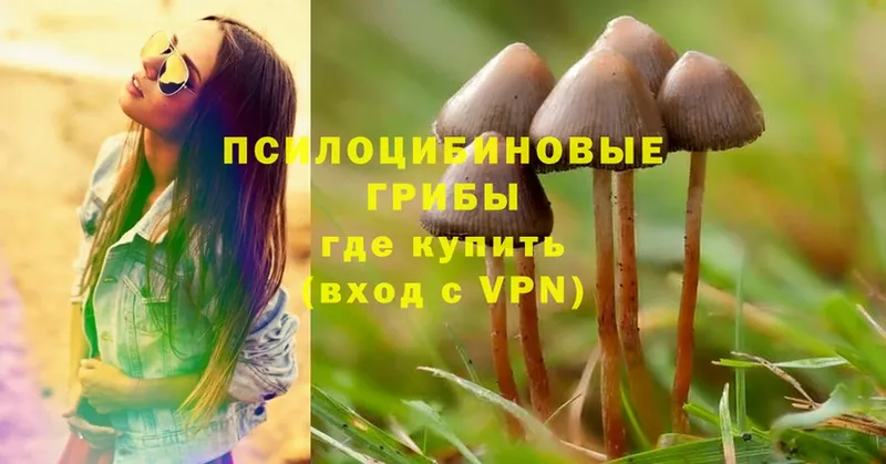 Галлюциногенные грибы Psilocybe  Людиново 